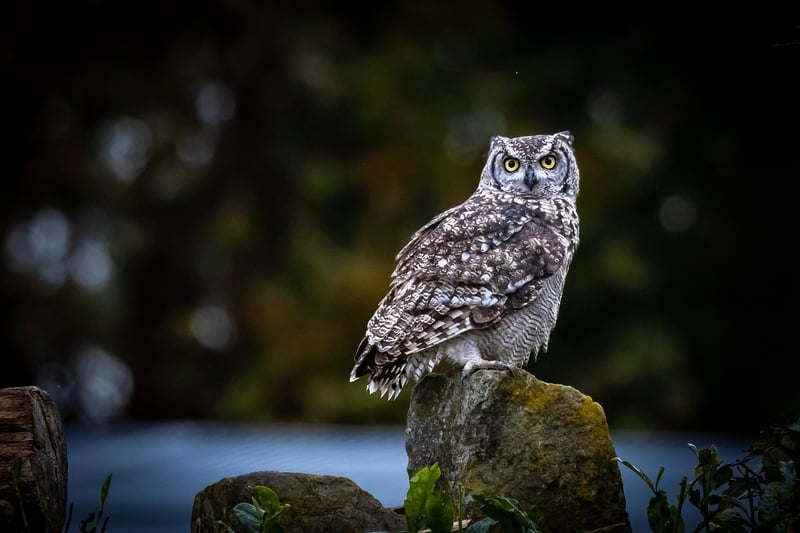 Wildlife in nature